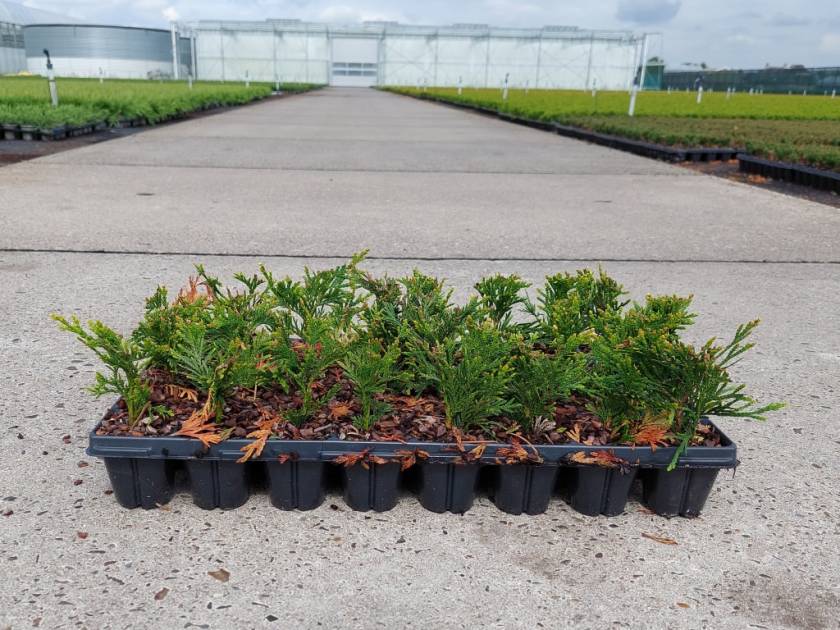 Thuja plic. 'Can-Can' - 32cells
