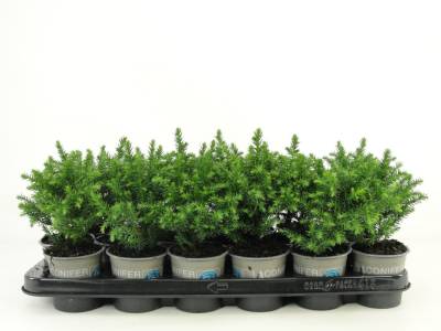 Cryptomeria jap. 'Green Pearl'