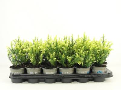 Cryptomeria jap. 'Vilmorin Gold'