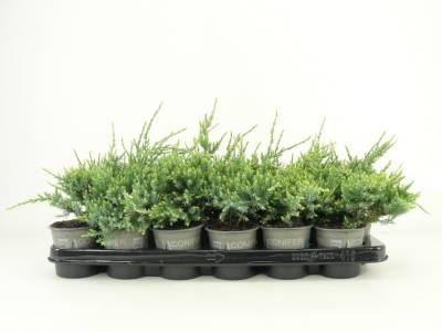 Juniperus squam. 'Holger'