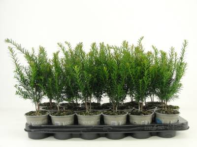 Taxus baccata