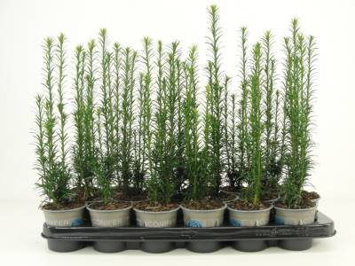 Taxus bacc. 'Fastigiata'