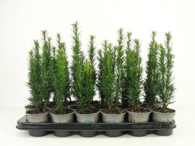 Taxus bacc. 'Fast. Robusta'