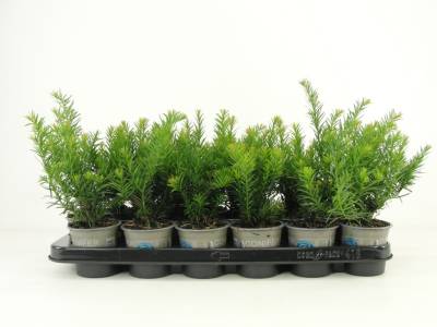 Taxus bacc. 'Repandens'