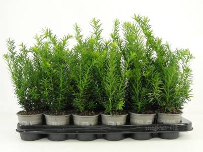 Taxus med. 'Densiformis'