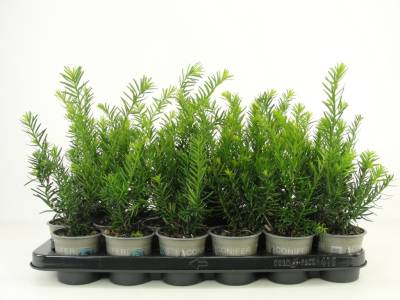 Taxus med. 'Farmen'