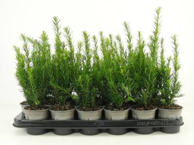 Taxus med. 'Groenland'
