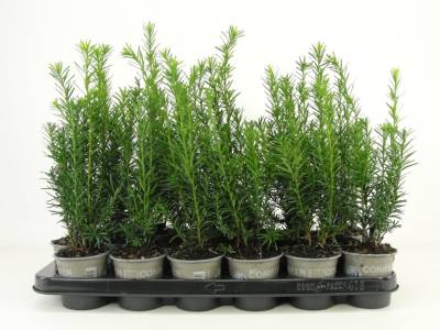 Taxus med. 'Hicksii'