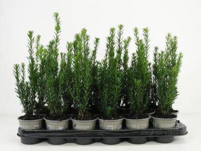 Taxus med. 'Hillii'