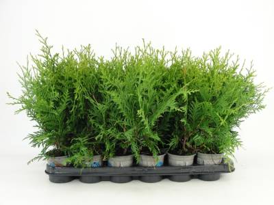 Thuja occ. 'Brabant'