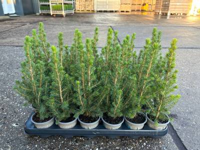 Picea glauca 'Conica'