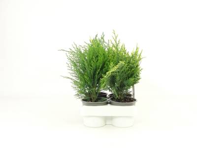 AA Conifers 4-pack