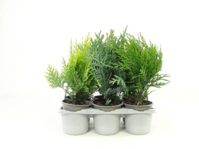 AA Conifers 6-pack