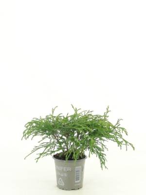 Chamaecyparis pis. 'Filifera Nana'