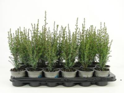 Juniperus comm. 'Arnold'