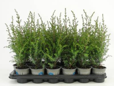 Juniperus comm. 'Hibernica'