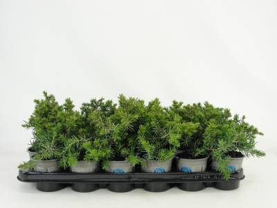 Juniperus conf. 'Blue Pacific'