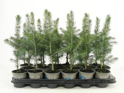 Picea pungens ‘Glauca’