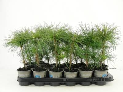 Pinus strobus