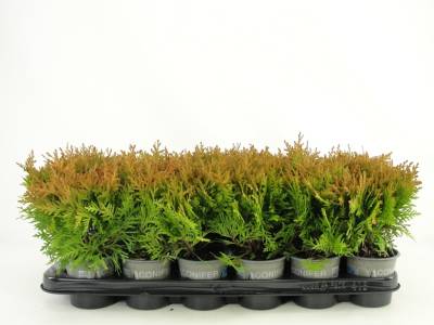 Thuja occ. 'Mirjam' PBR