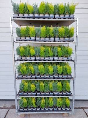 AA Conifermix