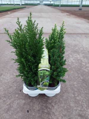 AA Christmas 4-pack