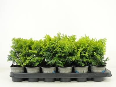 Chamaecyparis obt. 'Melody'