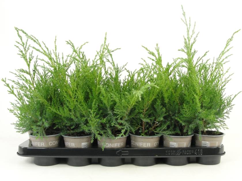 Juniperus pfitz. 'Pfitzeriana Glauca' - P9