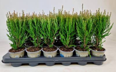 Juniperus scop. 'Blue Arrow'