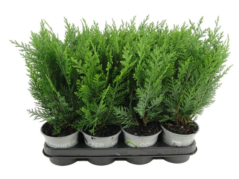 Chamaecyparis law. 'Columnaris' - P11