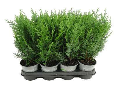 Chamaecyparis law. 'Columnaris'