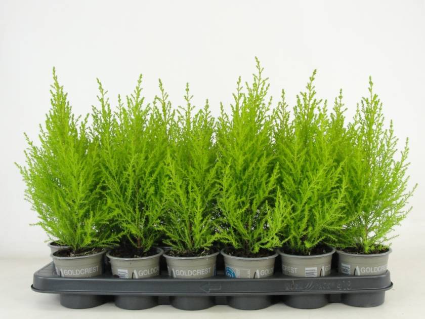 Cupressus macr. 'Goldcrest Wilma' - P9
