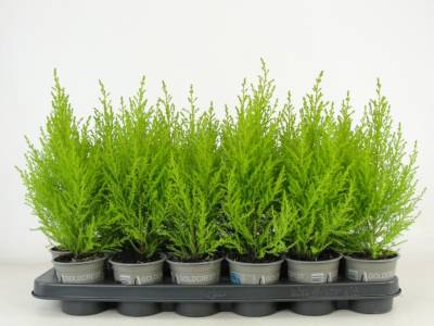 Cupressus macr. 'Goldcrest Wilma'