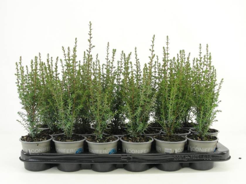 Juniperus comm. 'Arnold' - P9