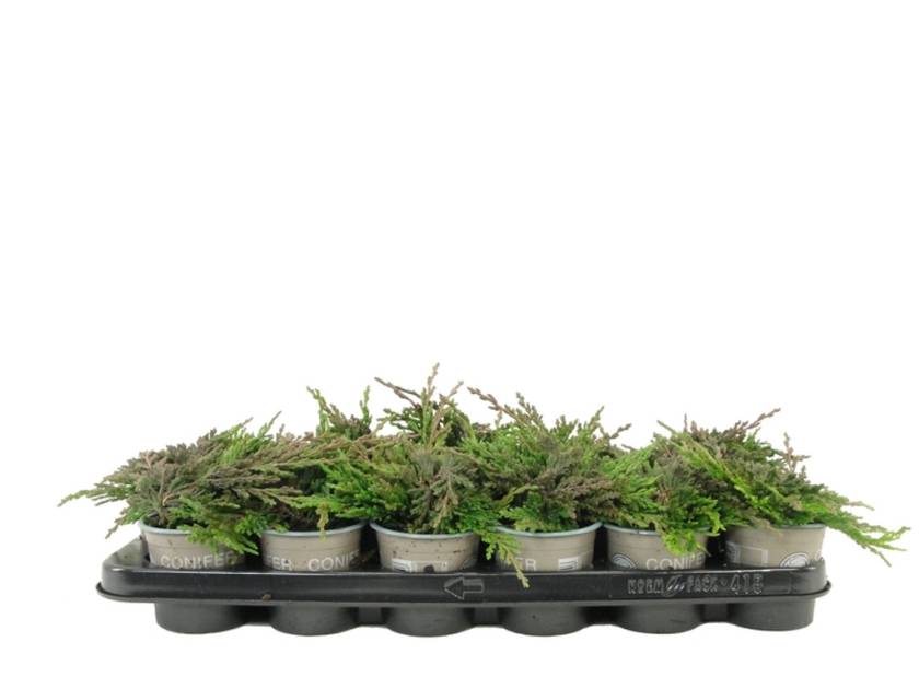 Juniperus hor. 'Pancake' - P9