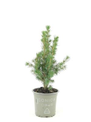 Picea glauca 'Conica'