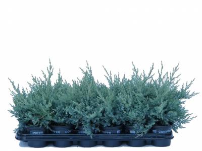 Juniperus pfitz. 'Pfitzeriana Glauca'
