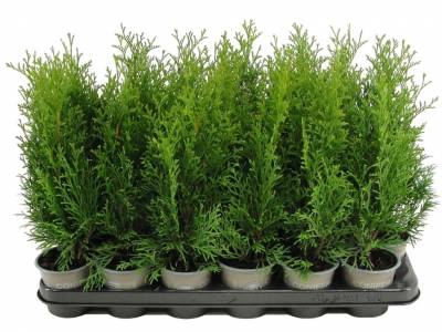 Thuja occ. 'Smaragd'