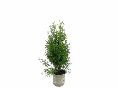Thuja occ. 'Smaragd'