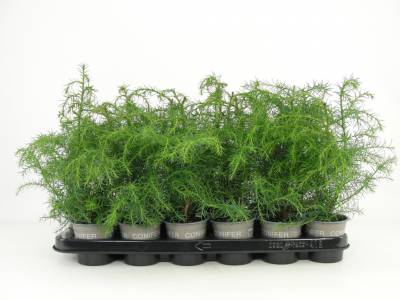 Cryptomeria jap. 'Elegans Viridis'