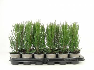 Juniperus scop. 'Blue Arrow'