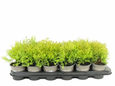 Thuja occ. 'Rheingold'
