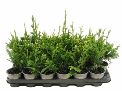 Thuja plic. 'Can-Can'