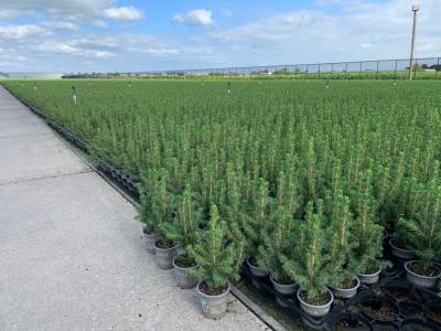 Picea glauca 'Conica'