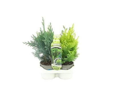 AA Coniferen 4-pack