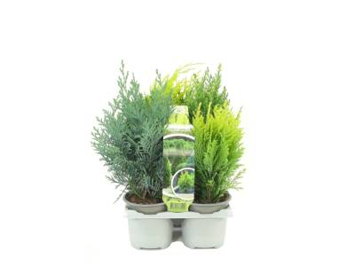 AA Coniferen 6-pack